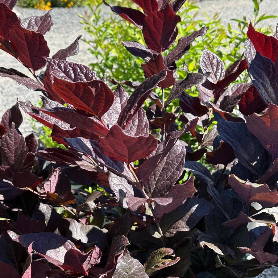 Calycanthus floridus Red Zeppelin® - Sweetshrub from Pleasant Run Nursery