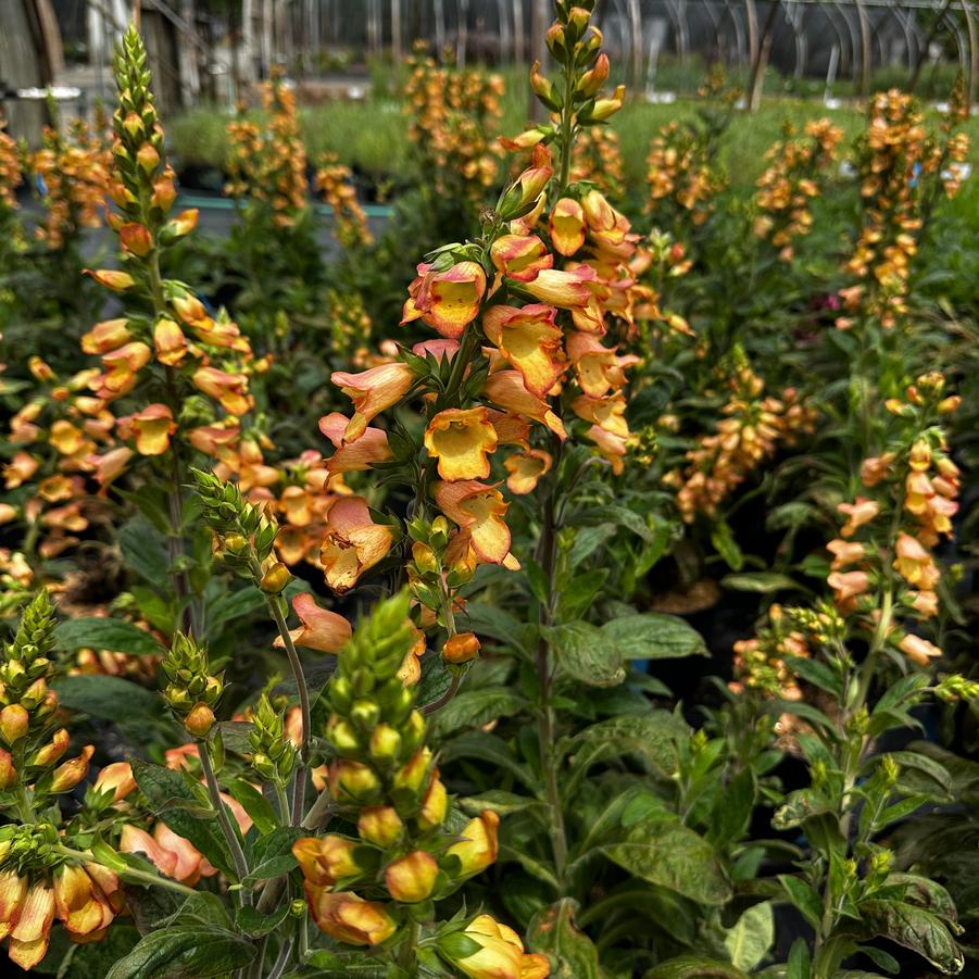 x Digiplexis Illumination® 'Apricot' - Digiplexis (Foxglove Hybrid) from Pleasant Run Nursery
