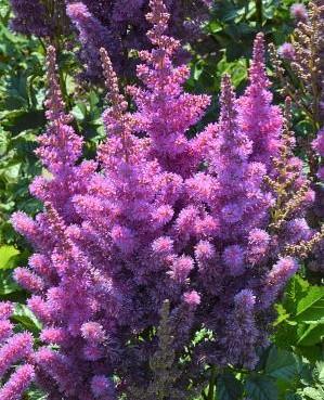 Astilbe chinensis 'Black Pearls' - Photo Credit: DeVroomen