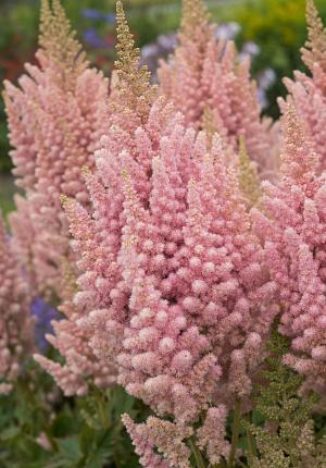 Astilbe chinensis 'Visions Inferno' - Photo Credit: DeVroomen