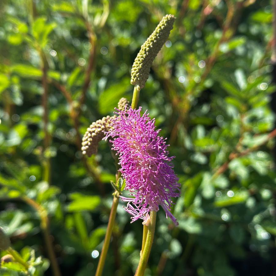 Sanguisorba hakusanensis 'Lilac Squirrel' - Burnet from Pleasant Run Nursery
