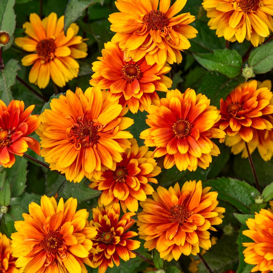 Heliopsis helianthoides 'Forged in Fire' - Photo Courtesy of Proven Winners