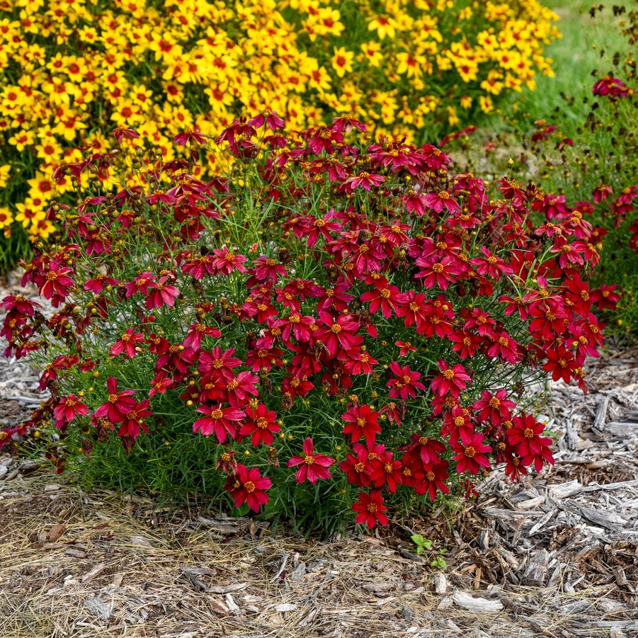 Coreopsis verticillata 'DESIGNER THREADS® 'Scarlet Ribbons'' - Photo Courtesy of Proven Winners