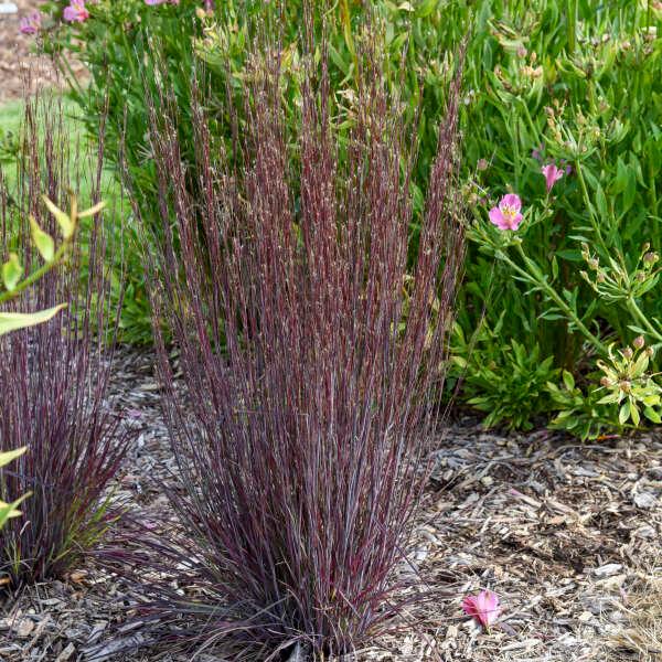Schizachyrium scoparium 'Cinnamon Sticks' - Photo Courtesy of WaltersGardens