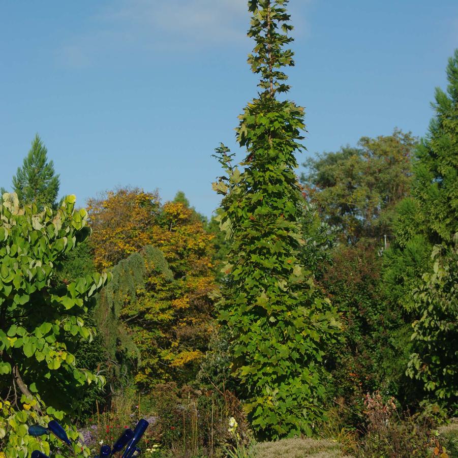 Acer saccharum 'Monumentale' - Columnar Sugar Maple from Pleasant Run Nursery
