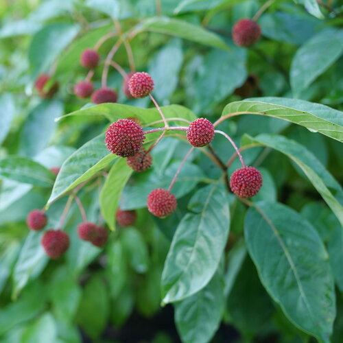 Cephalanthus occidentalis 'Sugar Shack® 2.0' - Photo courtesy of Proven Winners