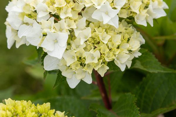 Hydrangea macrophylla Endless Summer® 'Dreamcloud®' - Photo Credit: Bailey Nurseries