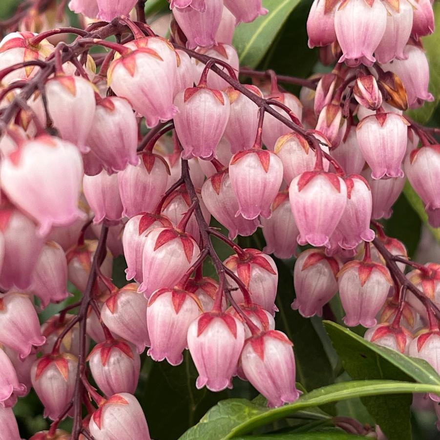Pieris japonica 'Glowing Hearts™' - Andromeda Photo Courtesy of Saunders Brothers Inc.