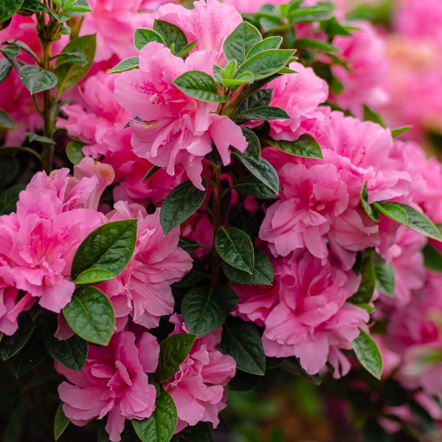 Rhododendron 'Encore Autumn Carnation' - EncoreAzalea.com