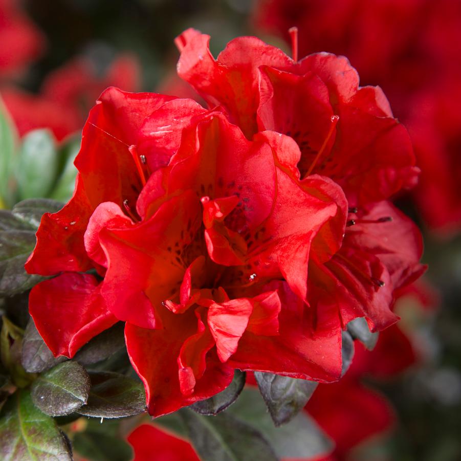 Rhododendron 'Encore Autumn Fire' - EncoreAzalea.com