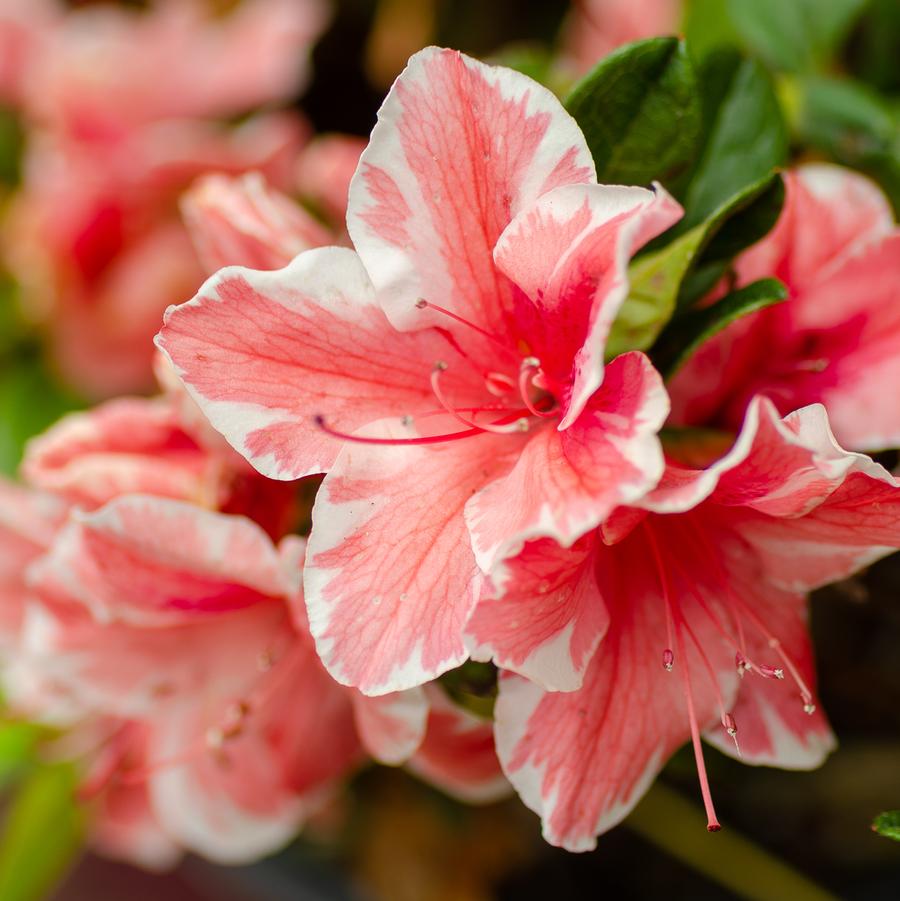 Rhododendron 'Encore Autumn Sunburst' - EncoreAzalea.com