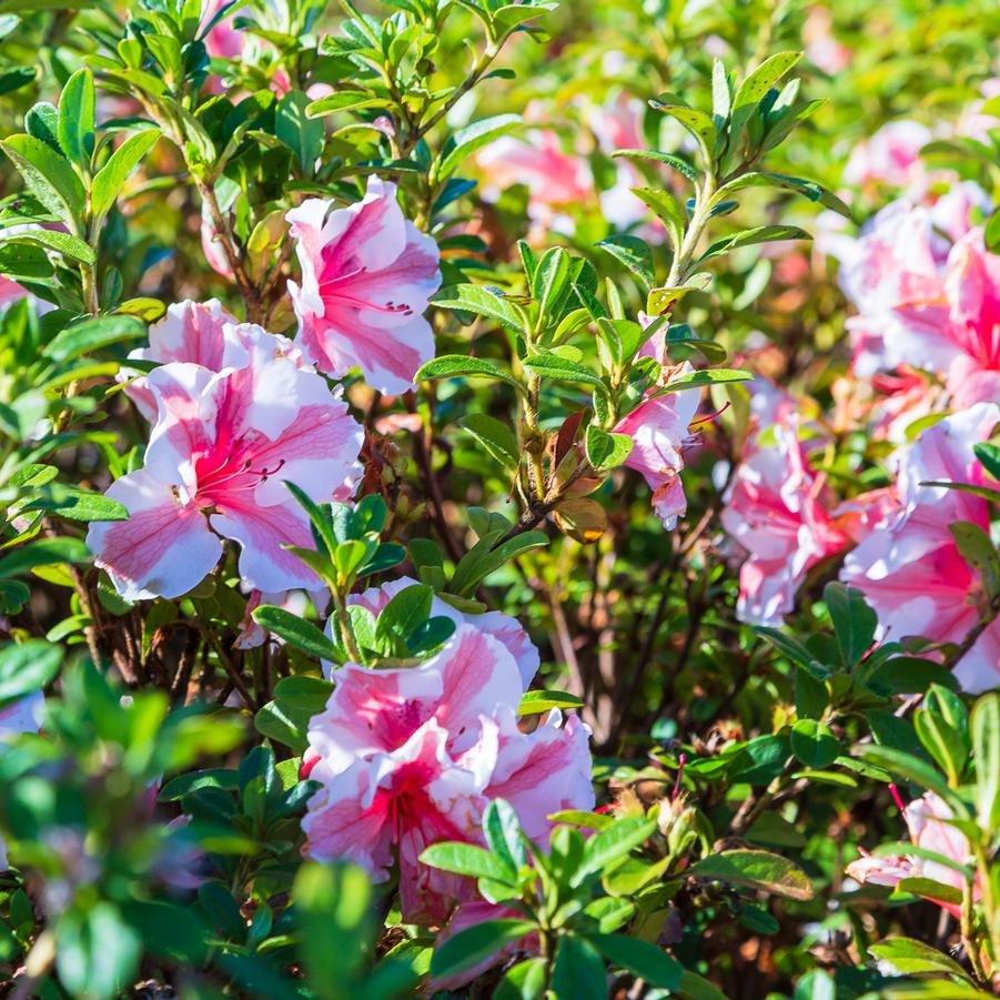 Rhododendron 'Encore Autumn Starburst' - EncoreAzalea.com