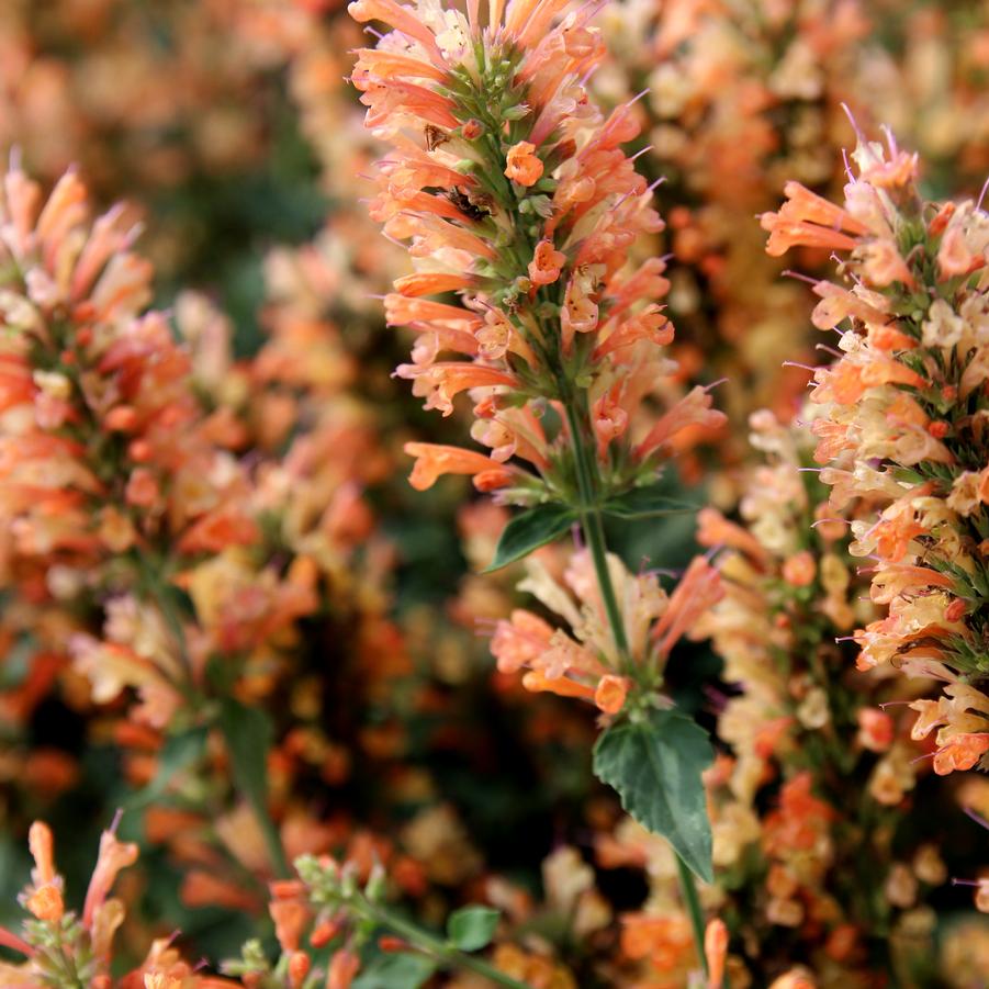 Agastache x 'Peach Pearl' - Photo(s) courtesy of TERRA NOVA? Nurseries, Inc.
www.terranovanurseries.com