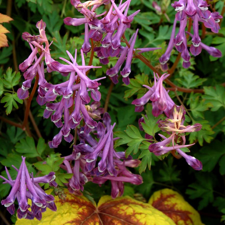 Corydalis x 'Blackberry Wine' - Photo(s) courtesy of TERRA NOVA? Nurseries, Inc.
www.terranovanurseries.com
