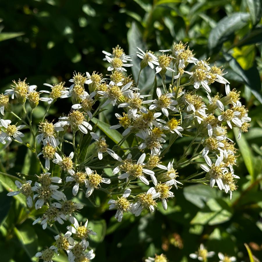 Aster umbellatus - Flat topped Aster from Pleasant Run Nursery