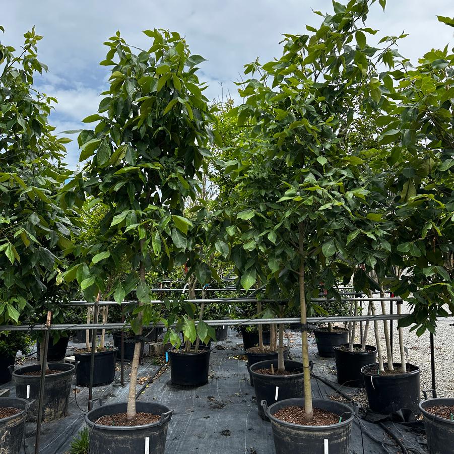 Carya ovata - Shagbark Hickory from Pleasant Run Nursery