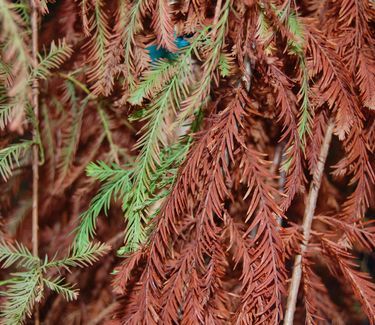 Taxodium distichum 'Fallingwaters' (Fall Color)