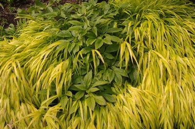 Hakonechloa macra 'All Gold' 
