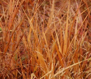 Hakonechloa macra 'Red Wind' ('Beni-Kaze') Fall Color