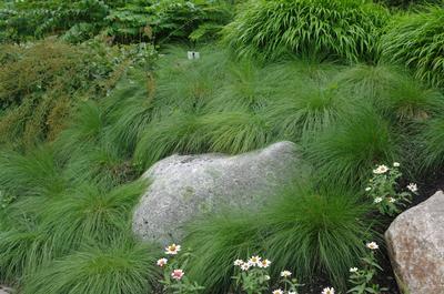 Sporobolus heterolepis - (@ Maine Bot Garden)