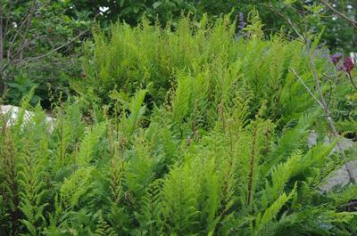 Athyrium filix-femina 'Lady In Red' (@ Maine Bot Garden)