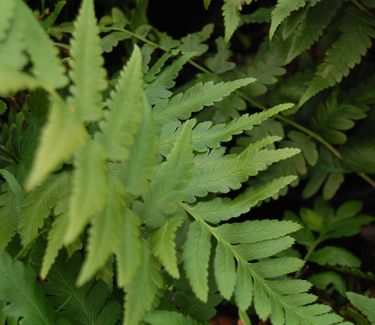 Dryopteris x australis