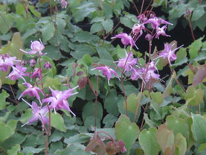 Epimedium grandiflorum 'Lilafee'