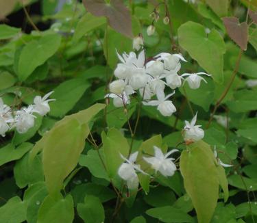Epimedium x youngianum Niveum