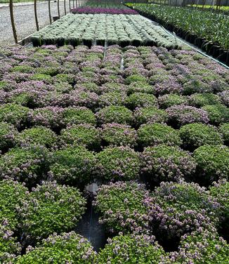 Thymus praecox 'Coccineus' - Creeping Thyme from Pleasant Run Nursery