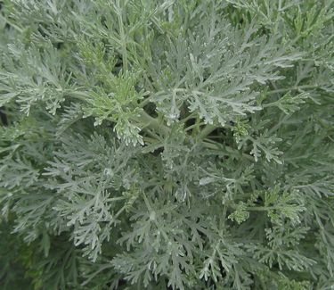 Artemisia x 'Powis Castle' - Wormwood