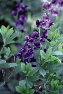 Baptisia australis - Blue False Indigo