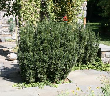 Cephalotaxus harringtonia 'Fastigiata' (at Chanticleer)