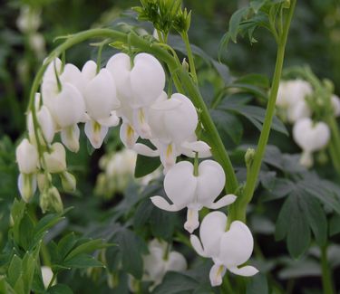 Dicentra spectabilis 'Alba' 