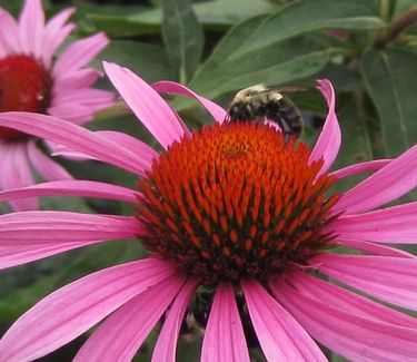 Echinacea purpurea 'Ruby Star ('Rubinstern')' - Purple Coneflower 