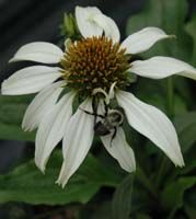 Echinacea purpurea White Swan