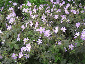 Geranium maculatum Espresso - Spotted Cranesbill 