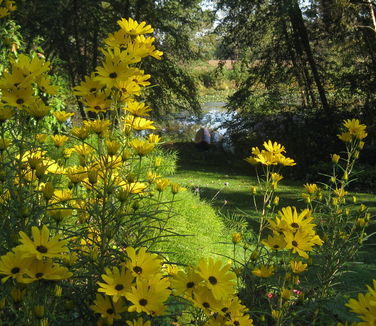 Helianthus salicifolius 'First Light