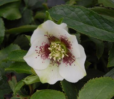 Helleborus x Brandywine