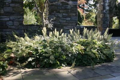 Heuchera villosa var. macrorrhiza 'Autumn Bride' (@ Chanticleer)