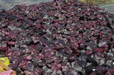 Heuchera x Obsidian 