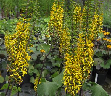 Ligularia stenocephala The Rocket