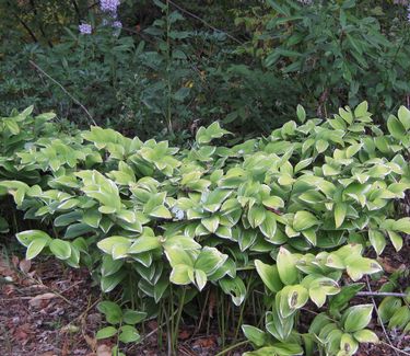 Polygonatum odoratum 'Variegatum' - Variegated Solomon's Seal
