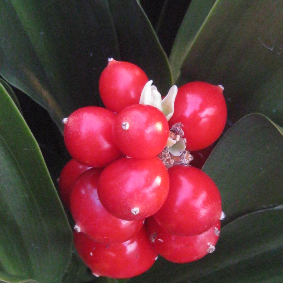 Rohdea japonica