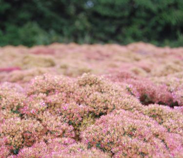 Sedum x 'Autumn Joy'