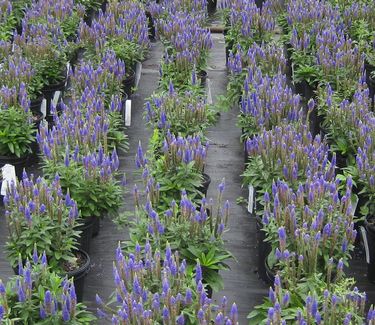 Veronica spicata Royal Candles