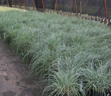 Carex flacca Blue Zinger - Glaucous Sedge