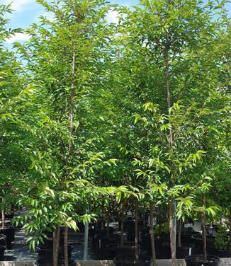 Prunus x Okame