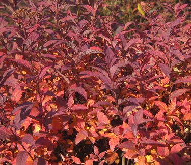 Spiraea japonica Anthony Waterer (fall color)