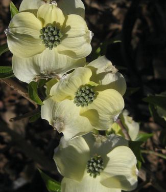 Cornus florida Appalachian Joy