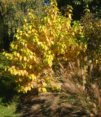 Cornus sanguinea 'Midwinter Fire' - Bloodtwig Dogwood (Fall color)